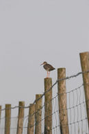 06-6652 Redshank (Tringa totanus) on Fence Post